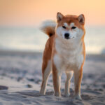 Czerwona Shiba champion stoi na plaży na brzegu morza Bałtyckiego o zachodzie słońca