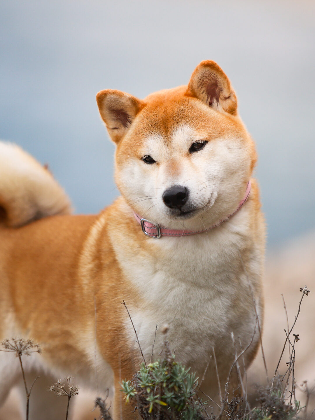 Shiba Inu Polska – od pierwszego psa po 100 + hodowli ZKwP