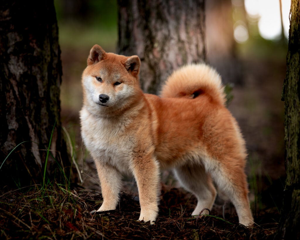 Nippo shiba inu